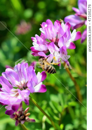 Honeybee Astragalus flower Takaono Town Izumi City Kagoshima Prefecture 47100276