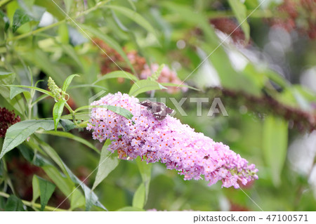 玉帶弄蝶 47100571