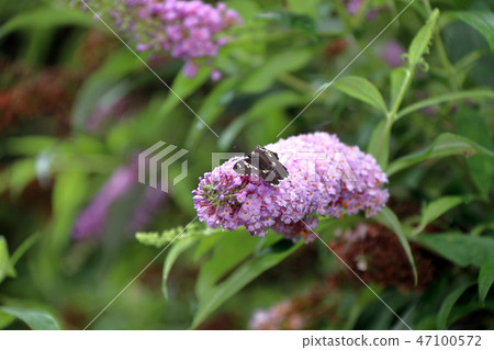 玉帶弄蝶 47100572