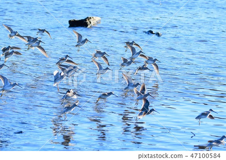 Long-billed dowitcher Chidori Chidori Long-billed dowitcher Chidori Chidori 47100584