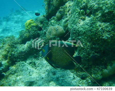 Mexico, Cozumel Summer Underwater shot Angel fish Mexico, Cozumel Summer Underwater shot Angel fish 47100639