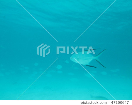 Mexico, Cozumel Summer underwater shot 47100647