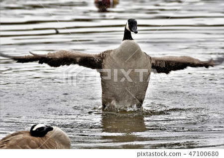 Canada Geese Canada Geese Canada Geese 47100680