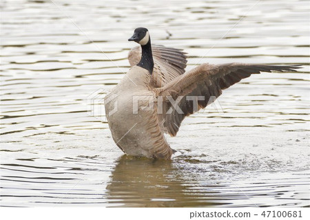 Canada Geese Canada Geese Canada Geese 47100681
