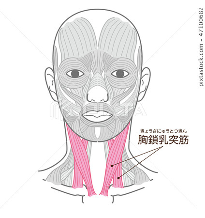 Breast and mastoid muscle 47100682