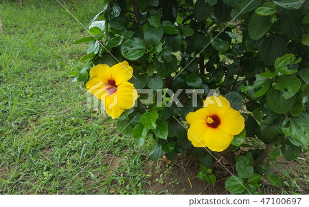 Yellow Hibiscus flowers in the garden Yellow Hibiscus flowers in the garden 47100697