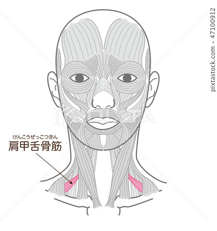 Scapular hyoid muscle Scapular hyoid muscle 47100912