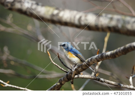 Ruribitaki male 47101055