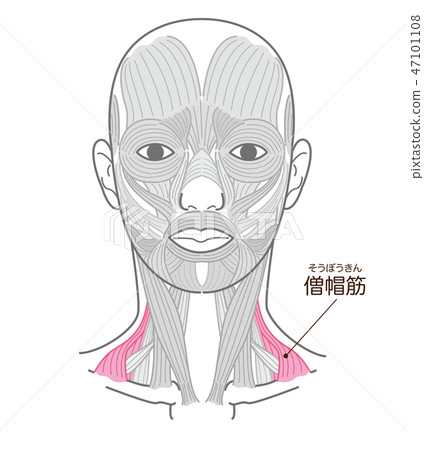 Mitral muscle Mitral muscle 47101108