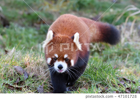 LesserPanda小熊貓RedPanda 47101728