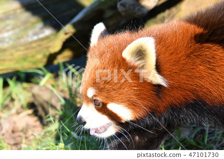 LesserPanda小熊貓RedPanda 47101730