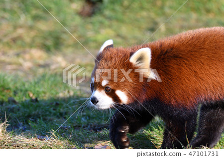 LesserPanda小熊貓RedPanda 47101731