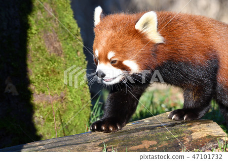 LesserPanda小熊貓RedPanda LesserPanda小熊貓RedPanda 47101732