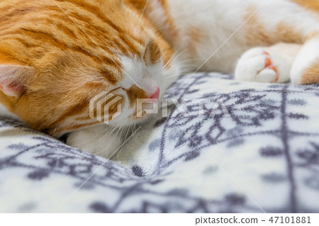 Tea white cat sleeps well on the cushion Tea white cat sleeps well on the cushion 47101881