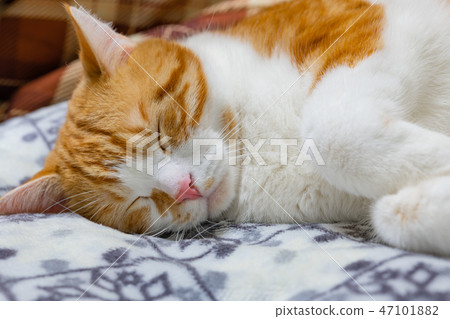 Tea white cat sleeps well on the cushion Tea white cat sleeps well on the cushion 47101882