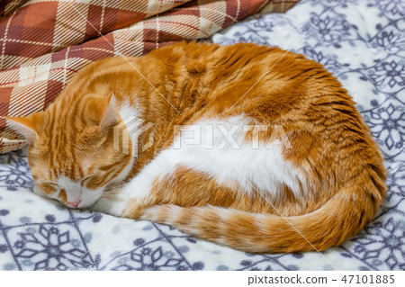 Tea white cat sleeps well on the cushion Tea white cat sleeps well on the cushion 47101885
