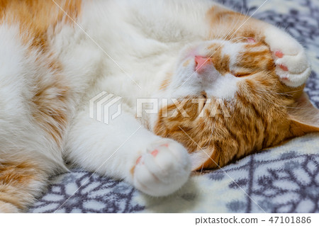 Tea white cat sleeps well on the cushion Tea white cat sleeps well on the cushion 47101886