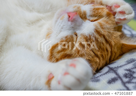 Tea white cat sleeps well on the cushion Tea white cat sleeps well on the cushion 47101887