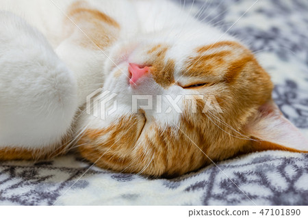 茶白貓睡在墊子上 茶白貓睡在墊子上 47101890