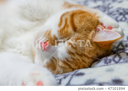 Tea white cat sleeps well on the cushion Tea white cat sleeps well on the cushion 47101894