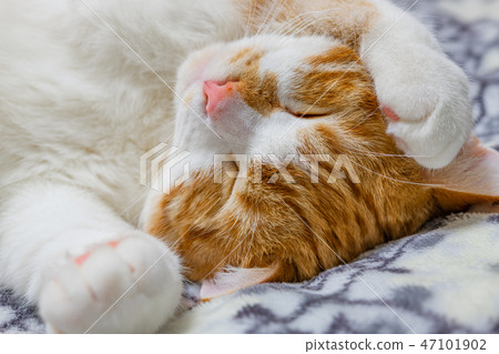 Tea white cat sleeps well on the cushion Tea white cat sleeps well on the cushion 47101902