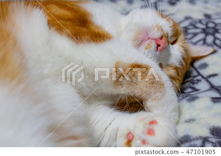 Tea white cat sleeps well on the cushion Tea white cat sleeps well on the cushion 47101905