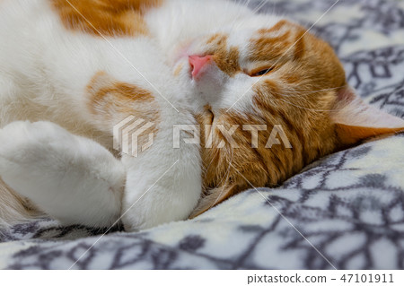 Tea white cat sleeps well on the cushion Tea white cat sleeps well on the cushion 47101911