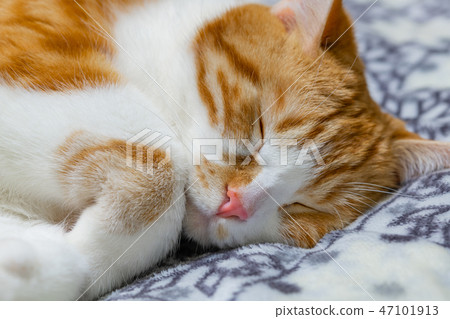 Tea white cat sleeps well on the cushion Tea white cat sleeps well on the cushion 47101913