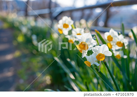 Daffodil in winter Daffodil in winter 47101970