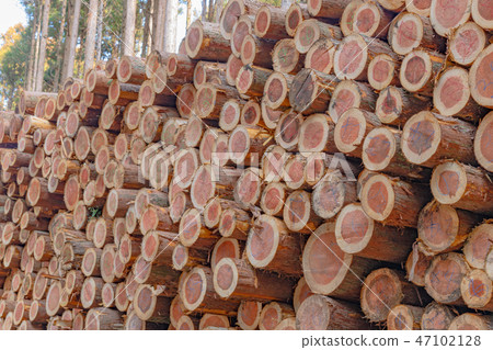 Forestry image timber forest 47102128