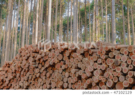 Forestry image timber forest 47102129