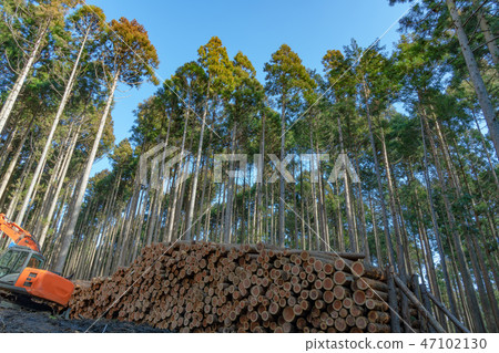 Forestry image timber forest 47102130