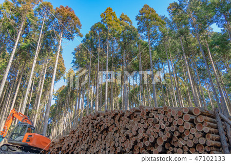 Forestry image timber forest 47102133