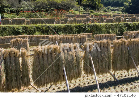 賴斯晾衣架 47102140