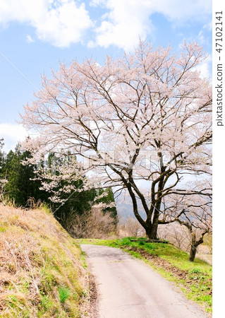 一棵櫻桃樹在鄉村 一棵櫻桃樹在鄉村 47102141