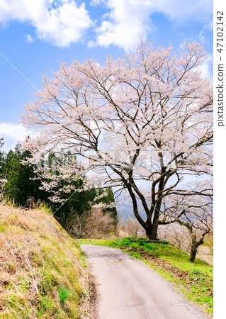 一棵櫻桃樹在鄉村 一棵櫻桃樹在鄉村 47102142