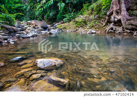 Plenty of fish in the stream Plenty of fish in the stream 47102414