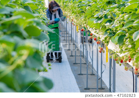Strawberry farmer's greenhouse Harvesting operation Picking shipment Strawberry farmer's greenhouse Harvesting operation Picking shipment 47102823