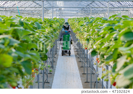 Strawberry farmer's greenhouse Harvesting operation Picking shipment Strawberry farmer's greenhouse Harvesting operation Picking shipment 47102824
