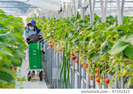 Strawberry farmer's greenhouse Harvesting operation Picking shipment Strawberry farmer's greenhouse Harvesting operation Picking shipment 47102825