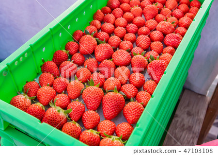 Strawberry farmhouse's plastic house Strawberry shipping box before shipping 47103108