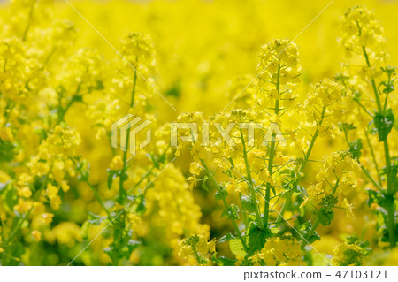 春天的景色油菜花盛開福岡五島 春天的景色油菜花盛開福岡五島 47103121