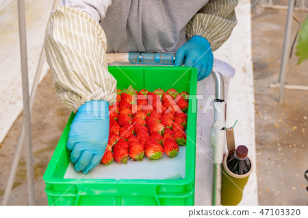Strawberry farmer's greenhouse Harvesting Picking Strawberry before shipping 47103320