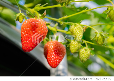 草莓農舍的塑料房子 草莓農舍的塑料房子 47103529