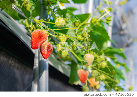 草莓農舍的塑料房子 草莓農舍的塑料房子 47103530