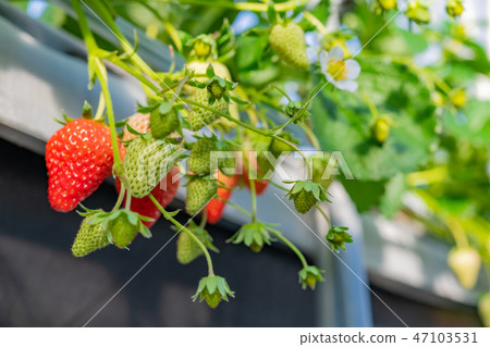 草莓農舍的塑料房子 47103531