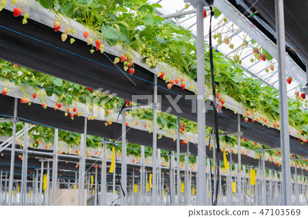 草莓農舍的塑料房子 草莓農舍的塑料房子 47103569