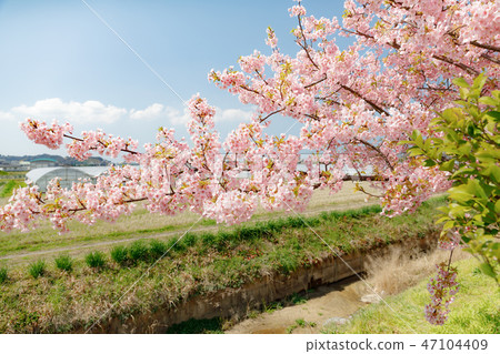 The view of Itoshima where the scenery of the scenery Kawazu cherry blossoms bloom 47104409
