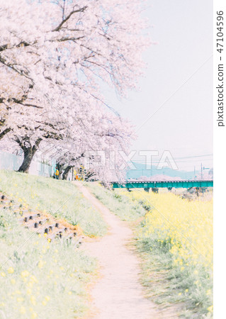 Toyokawa Sanagawa Cherry blossoms 47104596