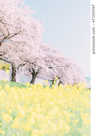 Toyokawa Sanagawa Cherry blossoms 47104597